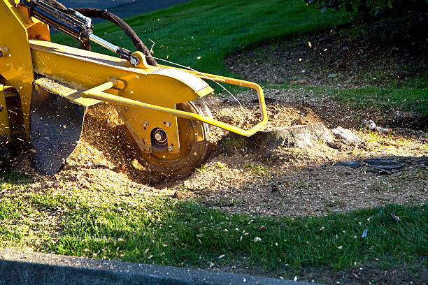 Best Tree Cutting Near Me  in USA